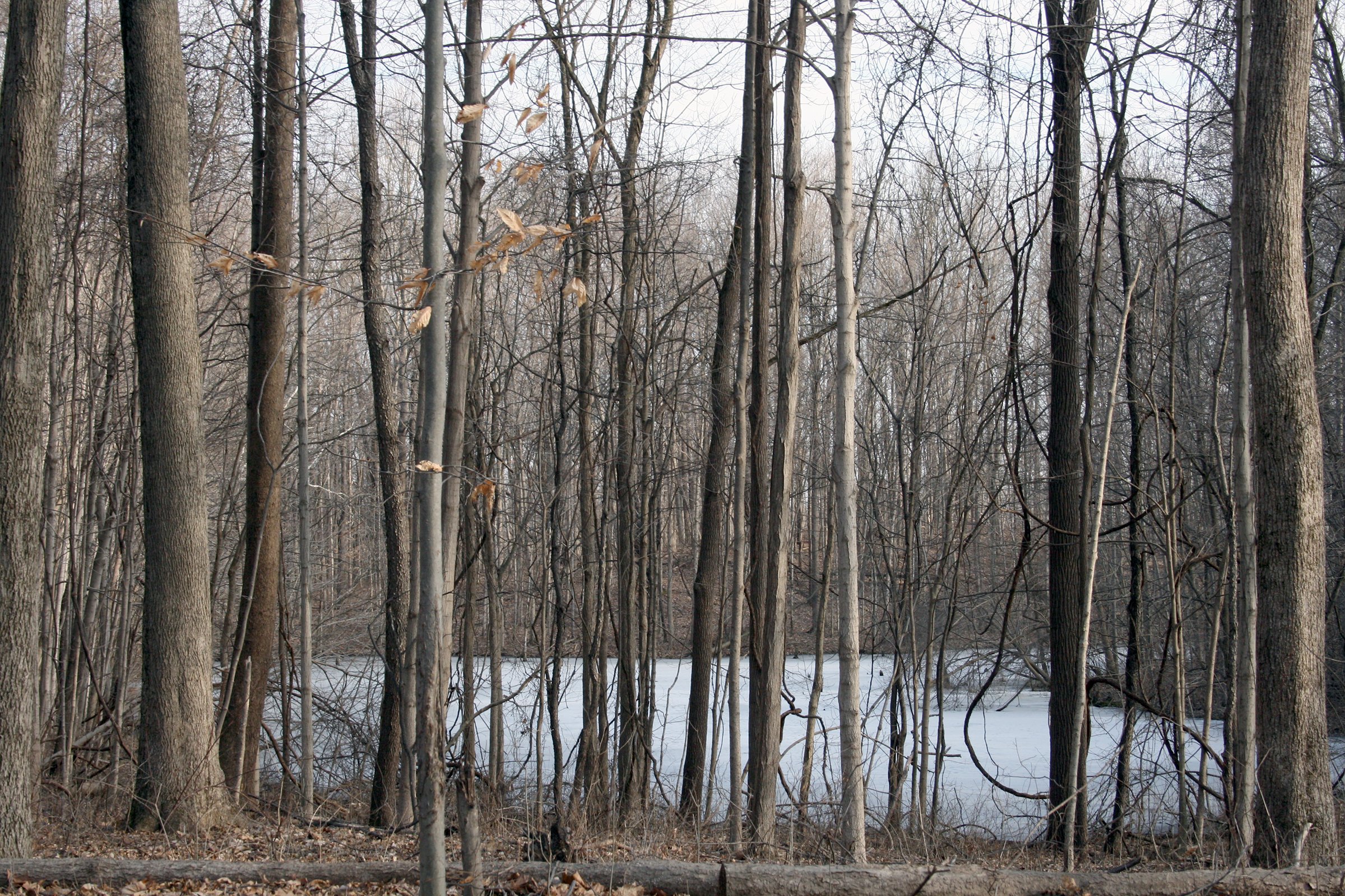 Tract 4 Swing Tract - REAL ESTATE AUCTION - 84.5+/- ACRES IN 4 TRACTS IN WHITLEY COUNTY, INDIANA